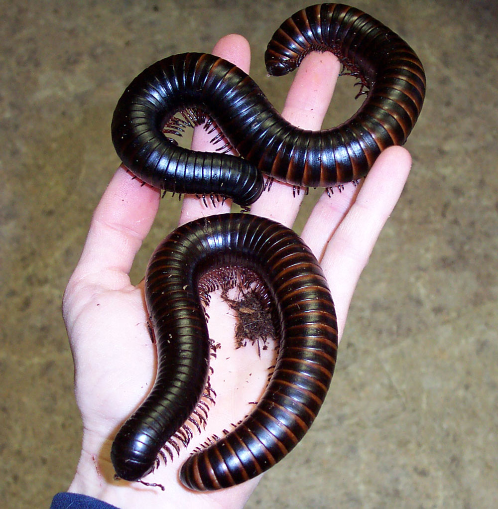 How to Care for Giant African Millipedes How to Care for Giant African Millipedes new pics How to Care for Giant African Millipedes How to Care for Giant African Millipedes new images