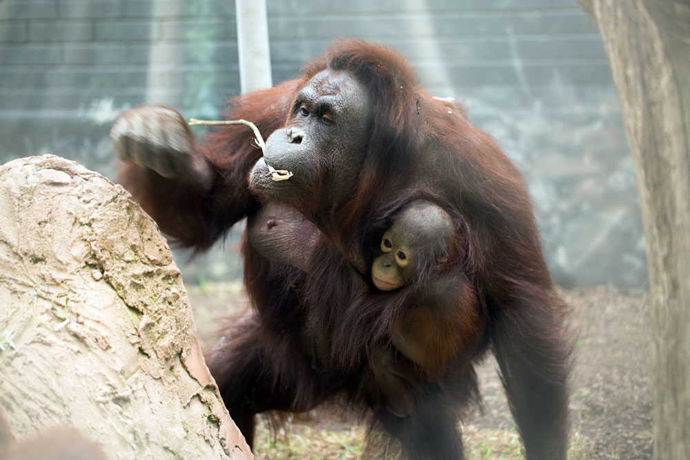 Why are orangutans endangered image