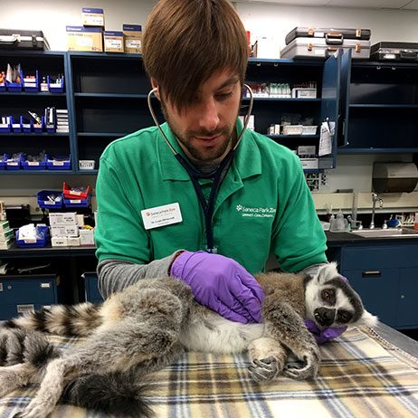 Lemur health check-up Lemur health check-up
