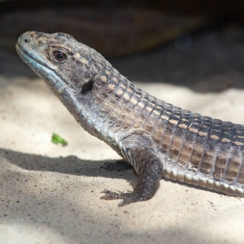 plated lizard great