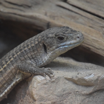 plated lizard great animal info