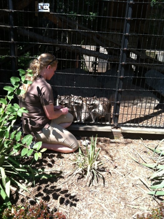 Our raccoons aren’t just any raccoons - Seneca Park Zoo