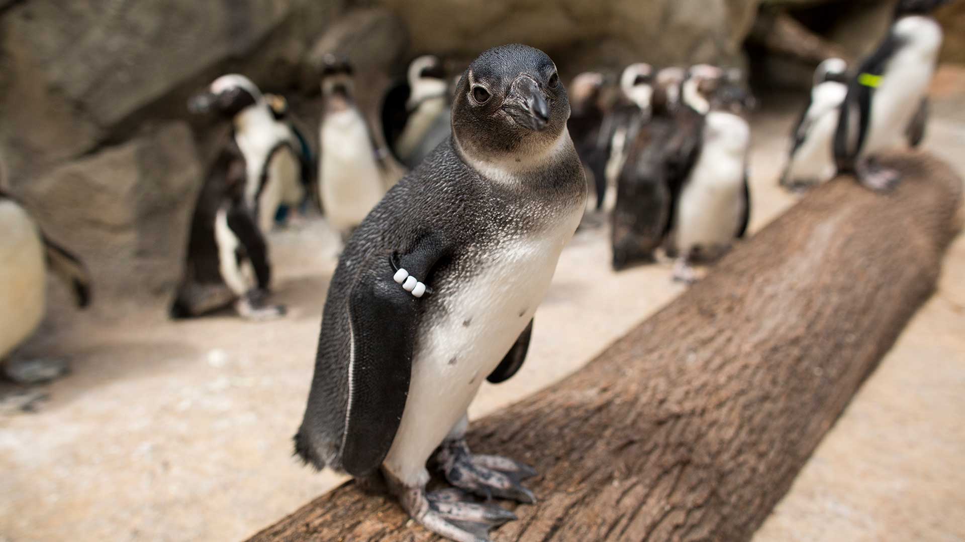 Inquiring Minds Want To Know, African Penguins Edition - Seneca Park Zoo