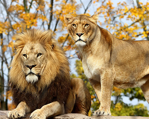 Male and female African lion