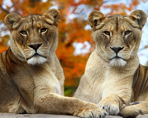 Female African lions