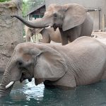 African elephants in the water pool