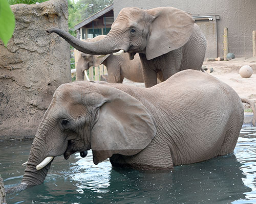 African elephants in the water pool