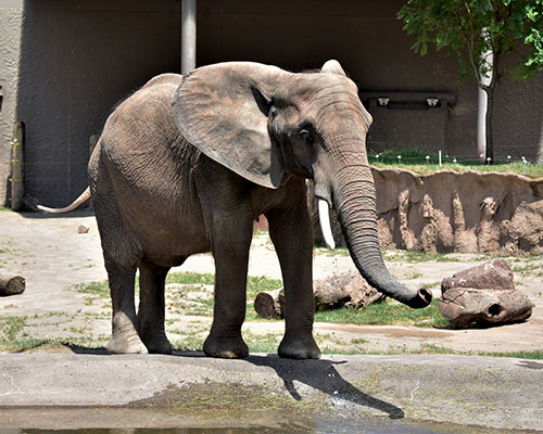 African elephant standing by the pool
