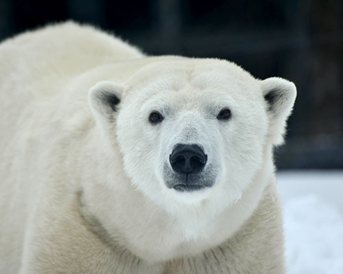 Polar bear Anoki
