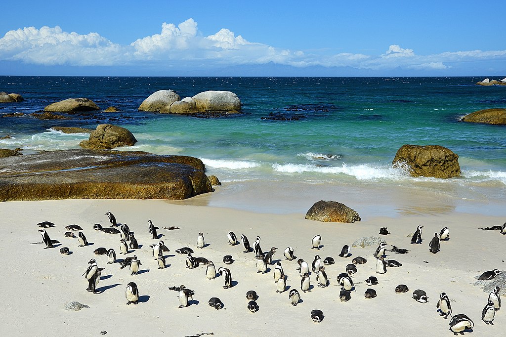 Inquiring Minds Want to Know, African Penguins Edition | Seneca Park Zoo