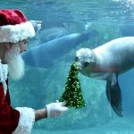 Santa with sea lion