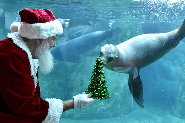 Santa with sea lion