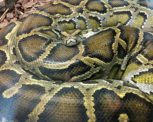 Burmese python curled up
