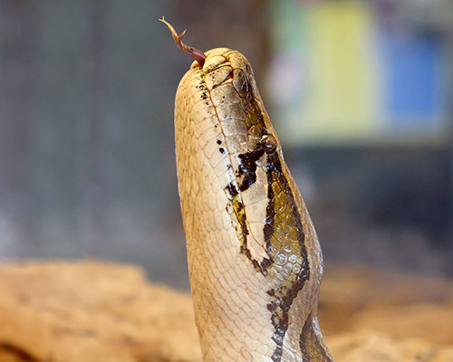 Burmese python with tongue out