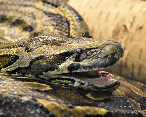 Burmese python with mouth open
