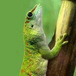 Giant day gecko close-up