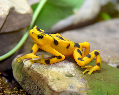 A Panamanian golden frog on a rock