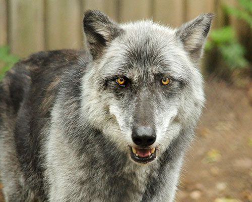 Gray wolf Timber