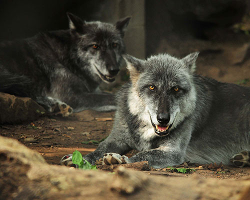 Gray wolves lying down