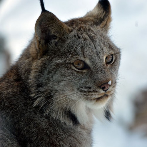 Snow Leopard | Seneca Park Zoo