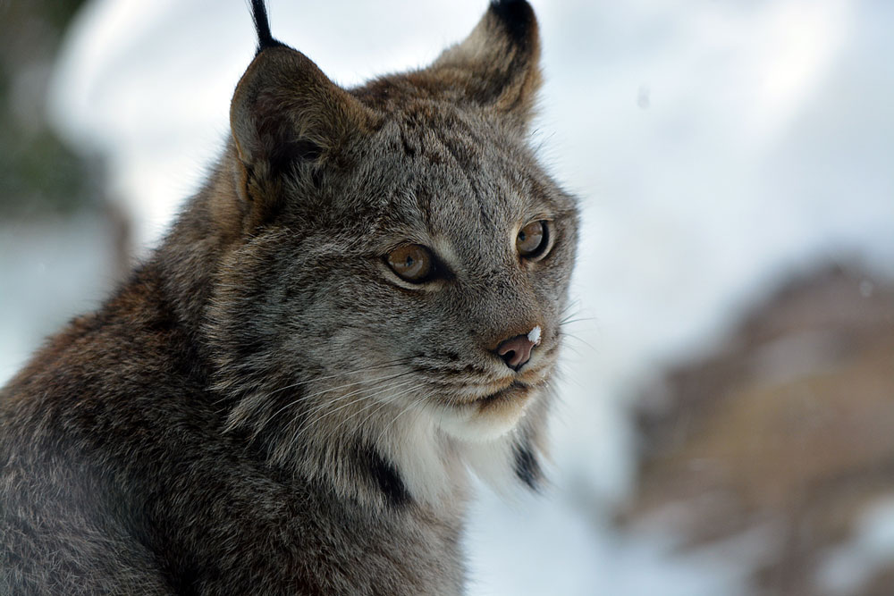 Canada Lynx - Seneca Park Zoo