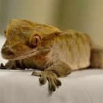 new Caledonia crested gecko
