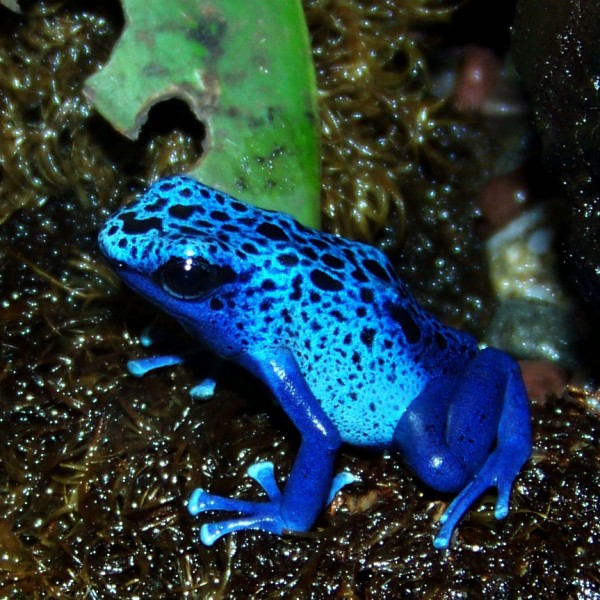 Fire-bellied Toad - Seneca Park Zoo