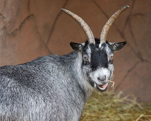 Pygmy goat Azula