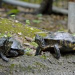 Two red-eared sliders