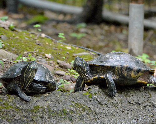 Two red-eared sliders