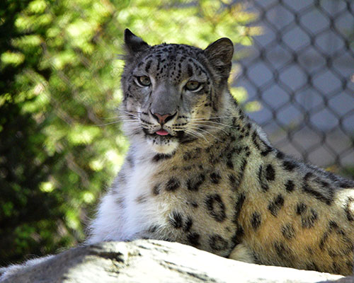 snow leopard Timila