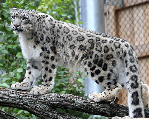snow leopard Timila climbing