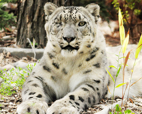 snow leopard Kaba