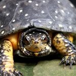 spotted turtle close-up