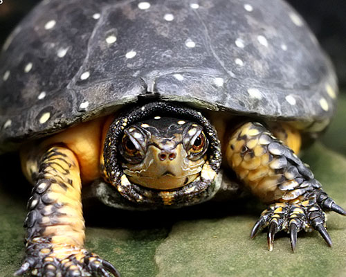 spotted turtle close-up