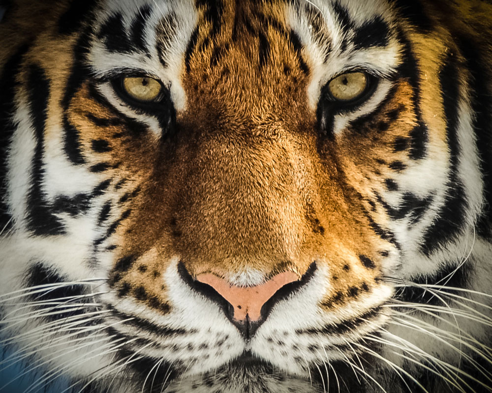 Amur Tiger - Seneca Park Zoo