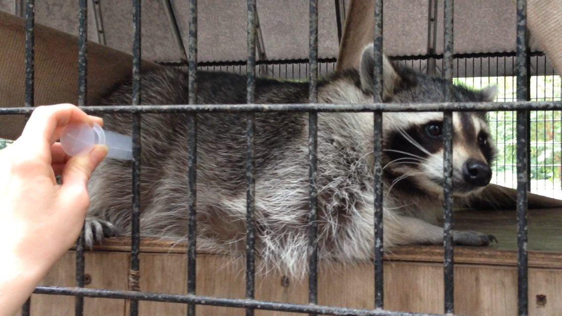Getting Creative with Medicine Seneca Park Zoo