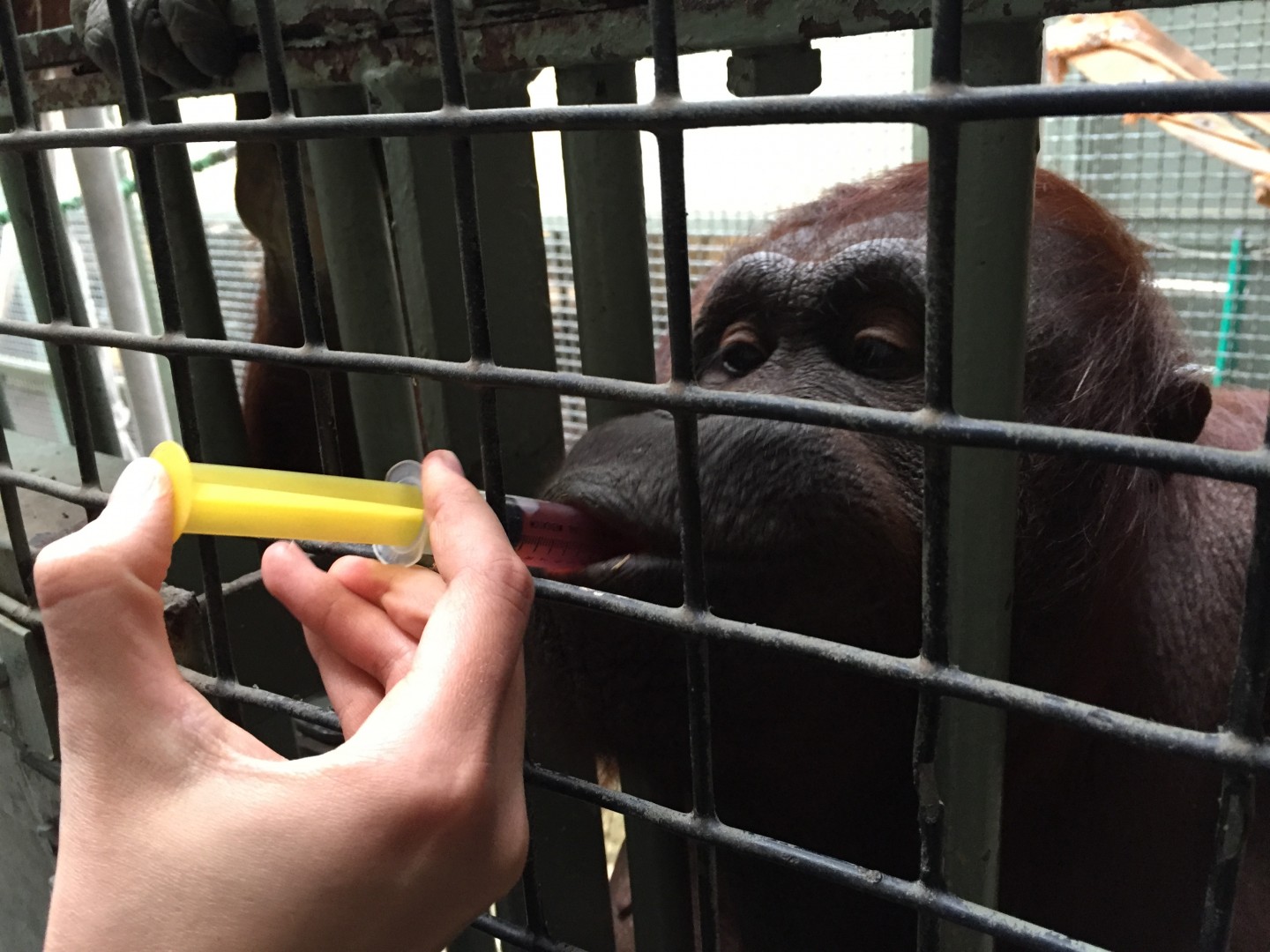 Getting Creative with Medicine Seneca Park Zoo