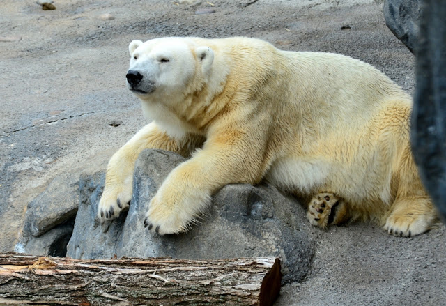 What Has Aurora The Polar Bear Been Up To? - Seneca Park Zoo