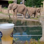 Cup of beer with elephants in the background