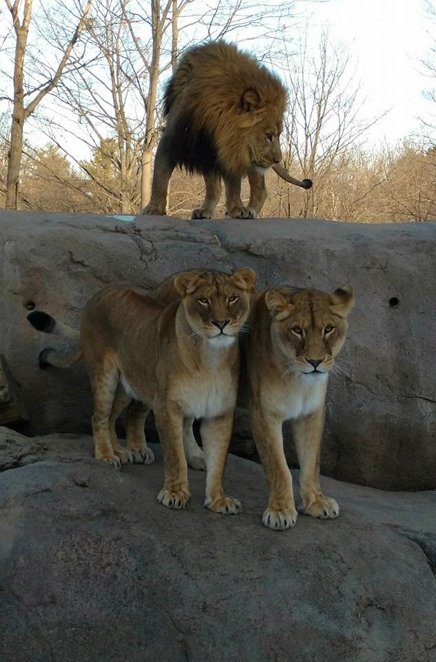 seneca park zoo lions