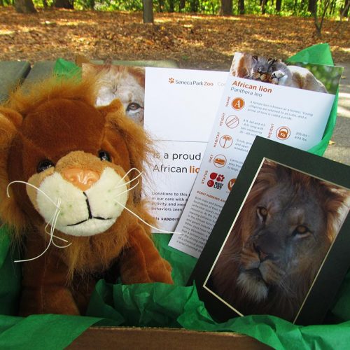 lion ZooParent package