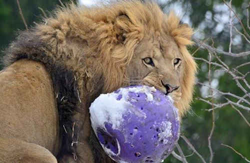 Caring For African Animals In The Winter - Seneca Park Zoo