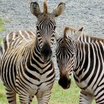 Two plains zebra