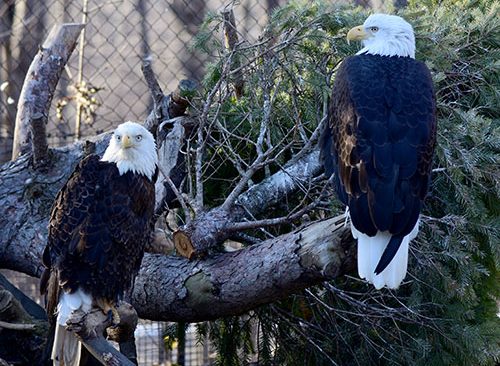 Two bald eagles