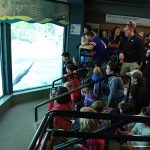 Zoo guests watching a river otter experience