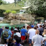 Zoo guests listening to a penguin keeper chat