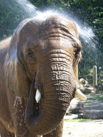 African elephant Lilac African elephant Lilac