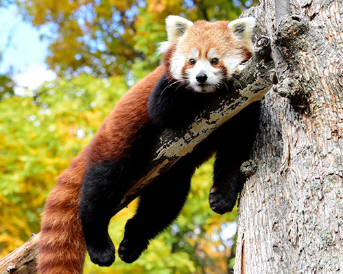 Red panda lying on a branch