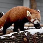 Red panda walking on a snowy log